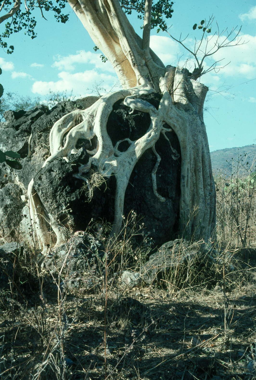 Un ficus, un figuier de la famille Moraceae 