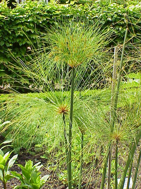 Cyperus papyrus	